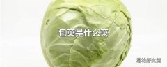 包菜是什么菜