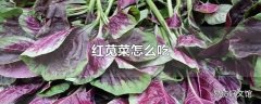 红苋菜怎么吃