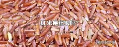 红米是粗粮吗?