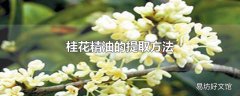 桂花精油的提取方法