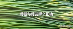 蒜薹与蒜苔哪个正确