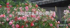 凤仙花怎么洗掉小窍门