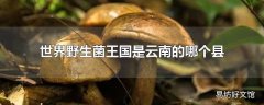 世界野生菌王国是云南的哪个县