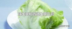 球生菜和普通生菜区别