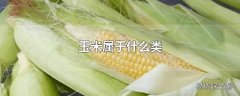 玉米属于什么类