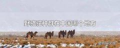 野骆驼种群在中国哪个地方