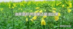 油菜是欧洲油菜还是油白菜