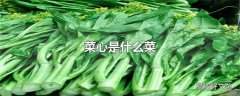 菜心是什么菜