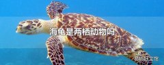 海龟是两栖动物吗