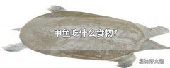 甲鱼吃什么食物?