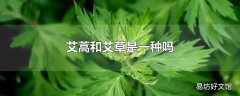 艾蒿和艾草是一种吗