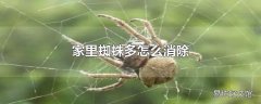 家里蜘蛛多怎么消除