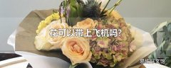 花可以带上飞机吗?