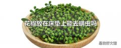 花椒放在床垫上能去螨虫吗