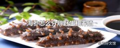 海参怎么分辨野生和养殖