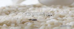 大米生虫子怎么办