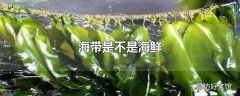 海带是不是海鲜