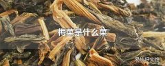 梅菜是什么菜