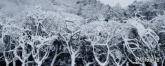 雪是什么状态的