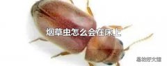 烟草虫怎么会在床上