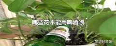 哪些花不能用啤酒喷