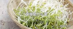 芽菜是什么菜