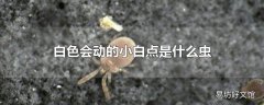 白色会动的小白点是什么虫