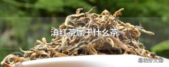 滇红茶属于什么茶