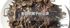 老白茶属于什么茶