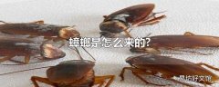 蟑螂是怎么来的?