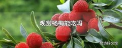 观赏杨梅能吃吗