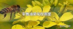 平鲁油菜花在哪里