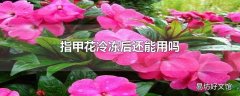 指甲花冷冻后还能用吗