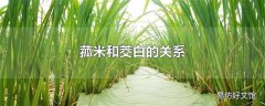 菰米和茭白的关系