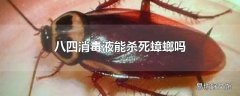 八四消毒液能杀死蟑螂吗