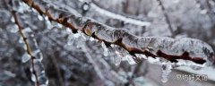 冻雨和雪有什么区别