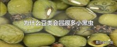 为什么豆类会冒很多小黑虫