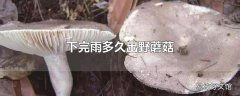 下完雨多久出野蘑菇