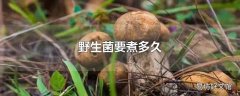 野生菌要煮多久