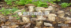 野生松茸怎么吃