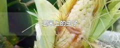 玉米上的虫子