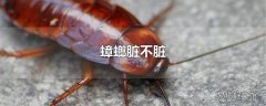 蟑螂脏不脏