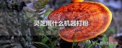 灵芝用什么机器打粉