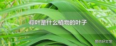 粽叶是什么植物的叶子