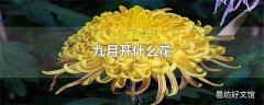 九月开什么花