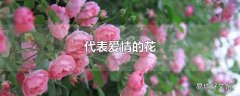 代表爱情的花