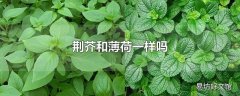 荆芥和薄荷一样吗