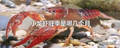 小龙虾旺季是哪几个月