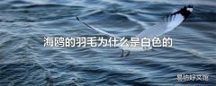 海鸥的羽毛为什么是白色的