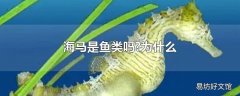 海马是鱼类吗?为什么